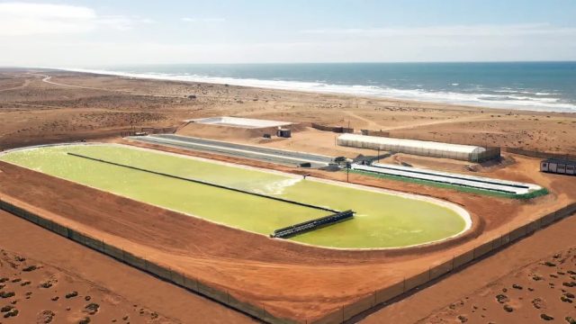 This startup fights climate change by growing algae in the desert