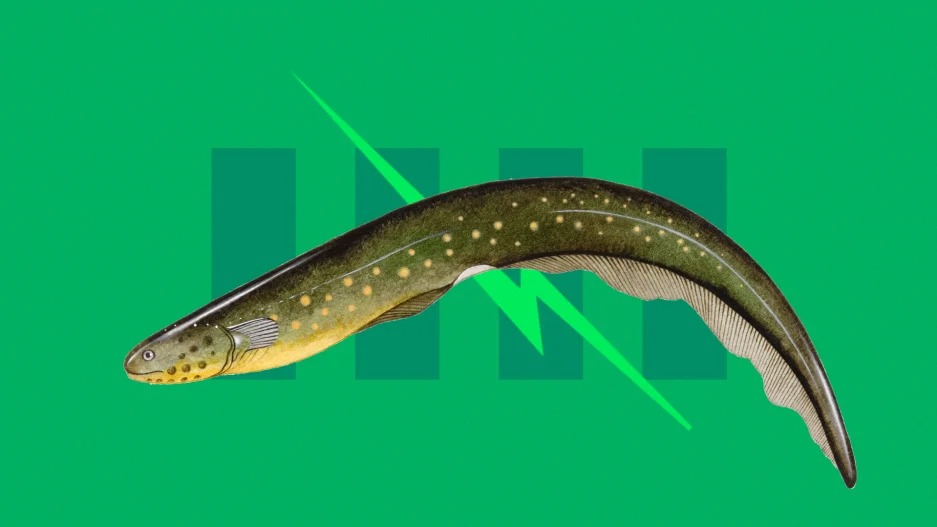 How electric eels inspired the first battery two centuries ago - Fast  Company Middle East | The future of tech, business and innovation.