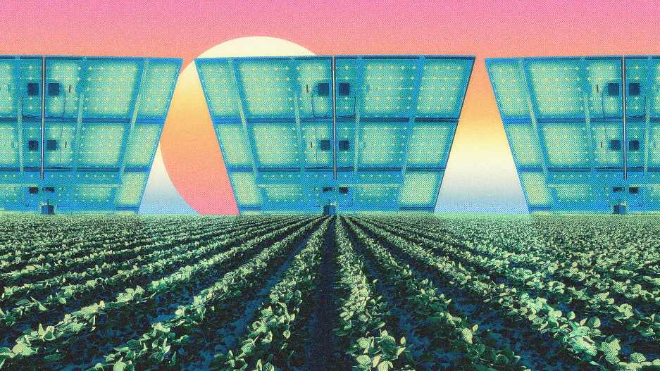 Growing crops under solar panels makes food—and healthier solar panels