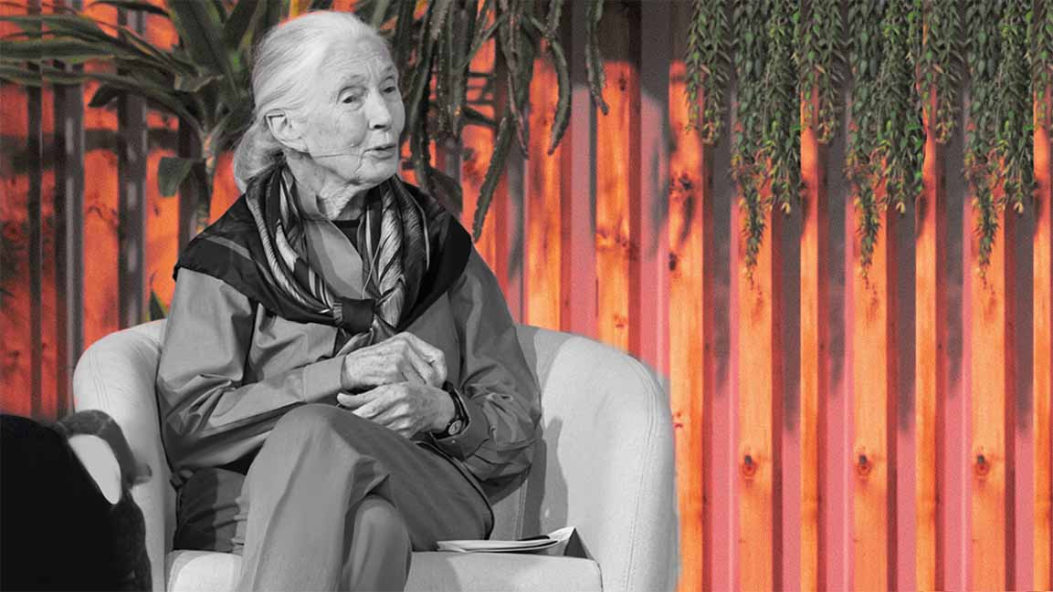 Qatar’s conservation efforts earn praise from Jane Goodall