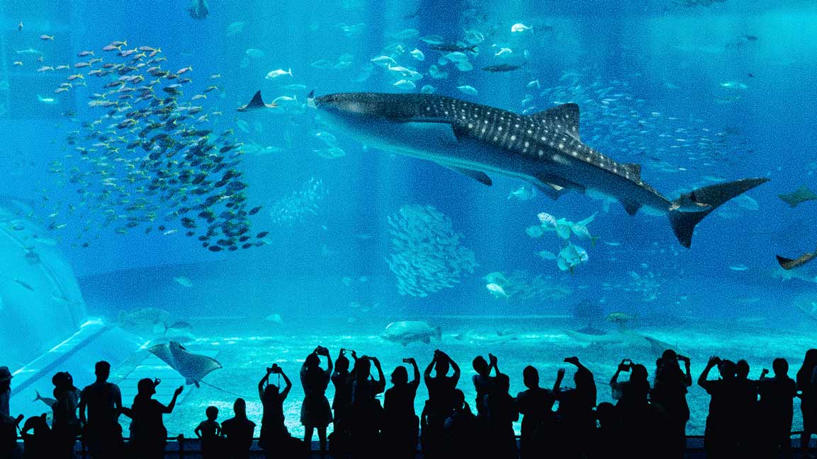 Saudi Arabia to open first large-scale ocean park