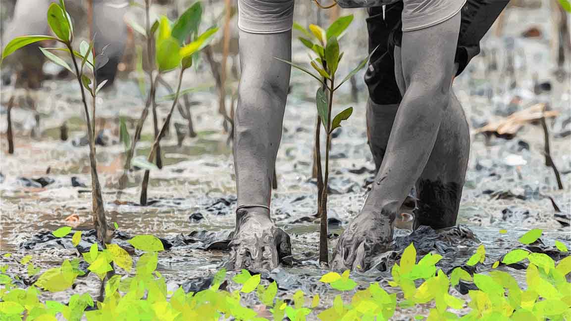 COP28 to lead the way to show why mangrove trees matter