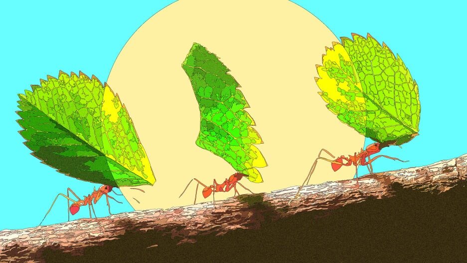 How the tiny ant could offer solutions to big human problems
